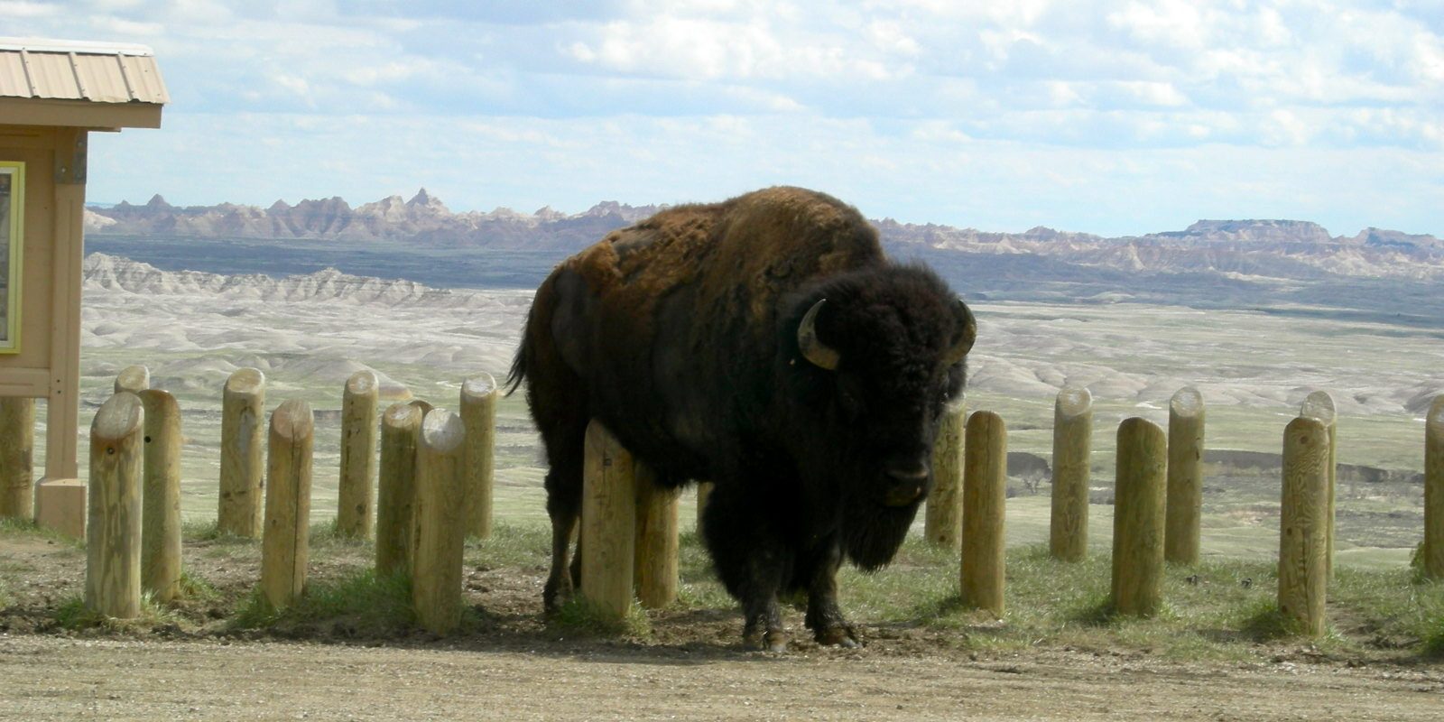 Bison by Nelly Kafuer